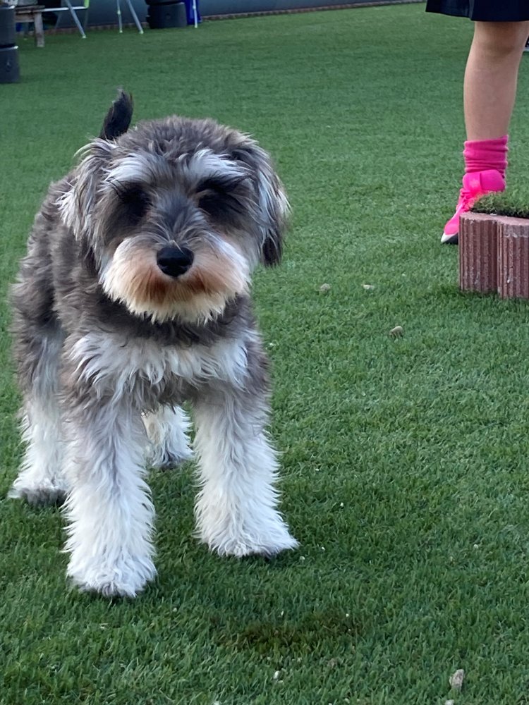 シュナイザーのナッツちゃん